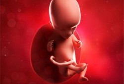 怀孕15周胎儿图（怀孕15周胎儿图片）