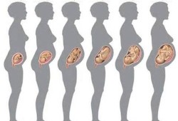 女生的受孕期（女生的受孕期）