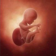二十五周胎儿有多大,怀孕25周胎儿多大图片
