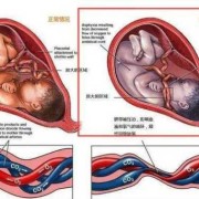孕期脐带（孕期脐带绕颈有什么症状）