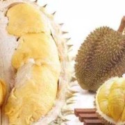孕妇能不能吃榴莲,孕期可以吃榴莲吗早期