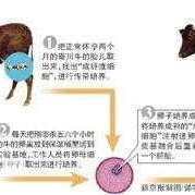 黄牛给孕妇接生怎么弄,黄牛孕期多少天