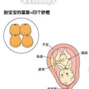 双胎31周胎儿有多大,双胎31周胎儿有多大图片