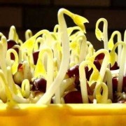 孕妇吃豆芽对胎儿好吗（孕妇可以吃红豆芽吗）