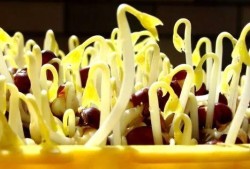 孕妇吃豆芽对胎儿好吗（孕妇可以吃红豆芽吗）