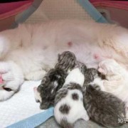 猫的受孕期（猫为什么喜欢粘着孕妇）