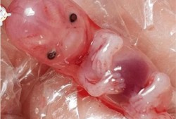 孕39周吃了冷的东西肚子疼要紧吗,怀孕吃凉的对胎儿有影响吗会流产