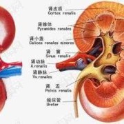 胎儿肾盂分离是什么意思,胎儿肾离合分离