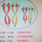 胎儿基因突变（CEBPA基因突变是什么）