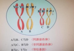 胎儿基因突变（CEBPA基因突变是什么）
