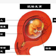 脐带属于胎膜吗,胎儿胎膜胎盘示意图