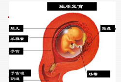 脐带属于胎膜吗,胎儿胎膜胎盘示意图