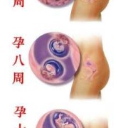 胎儿发芽（胎儿发芽要几周）