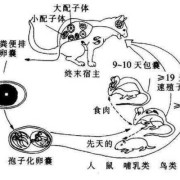 孕期弓形虫（弓形虫感染是怎么回事）