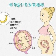 胎宝宝几周开始长指甲,胎儿手指发育在第几周