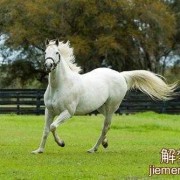 骑马赶路什么意思,孕期梦见骑马是什么兆头