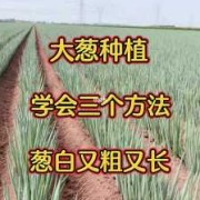孕期吃大葱（大葱种植时间是什么，如何种植大葱）