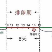 怀孕期会排卵吗（怀孕期会排卵吗会怀孕吗）