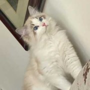 哈士奇怀孕期（哈血布偶猫怎么配出来的）
