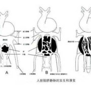 胎儿右脐静脉什么意思（胎儿右脐静脉可能什么意思）
