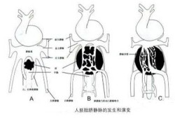 胎儿右脐静脉什么意思（胎儿右脐静脉可能什么意思）