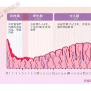 怀孕初期内膜厚多少,孕期内膜厚度多少算正常