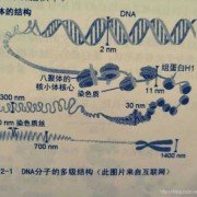 胎儿轴（DNA是什么东西）