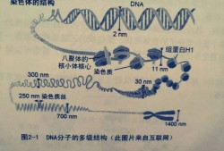 胎儿轴（DNA是什么东西）