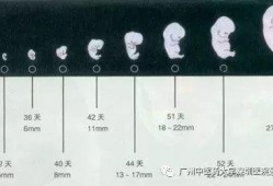 胎儿视觉发育（胎儿视觉发育时间）