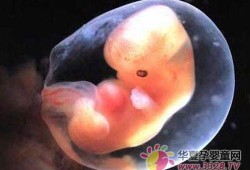 71天的宝宝有啥表现,怀孕71天胎儿的发育图片