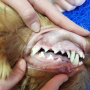 孕期牙龈增生（狗狗牙龈增生怎么办解决）