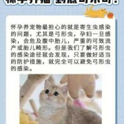 怀孕养猫对胎儿有什么影响（怀孕养猫对胎儿有什么影响怎么避免）