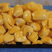 孕期能吃菠萝蜜吗（孕妇能吃菠萝蜜叶子吗）