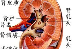 胎儿双肾盂是什么意思（四维彩超中宝宝双肾盂分离是什么意思）
