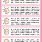 胎儿每周发育过程图（胎儿每周发育过程图及注意事项）