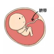 胎儿脐带短影响智力吗（怎么给胎宝宝说让他不要玩脐带）