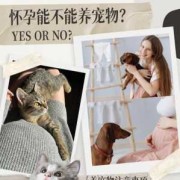 孕妇能养什么宠物,怀孕期间能养宠物吗有影响吗