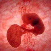 50天的胎儿有胎心吗（怀孕50天的胎儿有多大了的啊？不知道成型了没有的）