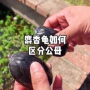 麝香会导致胎儿畸形吗（麝香龟错甲是什么意思）