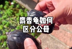 麝香会导致胎儿畸形吗（麝香龟错甲是什么意思）