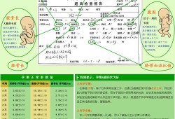 如何控制胎儿双顶径（双顶径和股骨长具体是什么意思）