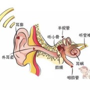 胎儿内耳发育（胎儿内耳发育注意事项）