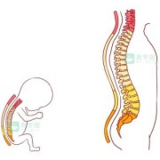 胎儿脊柱在哪边是男孩（胎儿的脊柱在哪里）