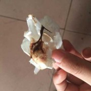 孕期分泌物有异味（孕期分泌物有异味但不痒）