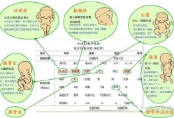 fl是胎儿的什么意思（hl是胎儿的什么意思）