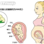 27周胎儿有多大,孕27周胎儿头在哪里图片