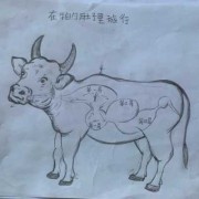 引产时胎儿为什么会死（20 小牛犊死在大牛肚子里该怎么办）