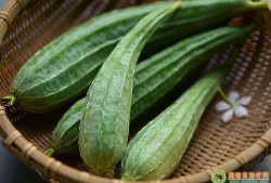 孕期能吃丝瓜吗（孕期能吃丝瓜吗初期）