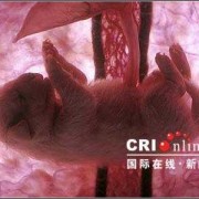 狗胎儿在肚子位置图片（狗狗子宫在什麽位置）