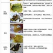 胎儿便便么（胎儿便便去哪里了）